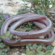 Texas Thread Snake