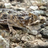 Texas Horned Lizard