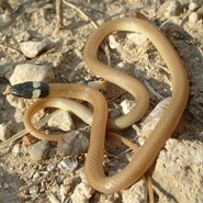 Trans-pecos Blackheaded Snake