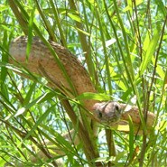 Western Coachwhip