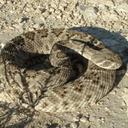 Western Diamondback Rattlesnake