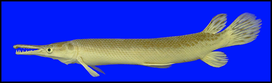 alligator gar