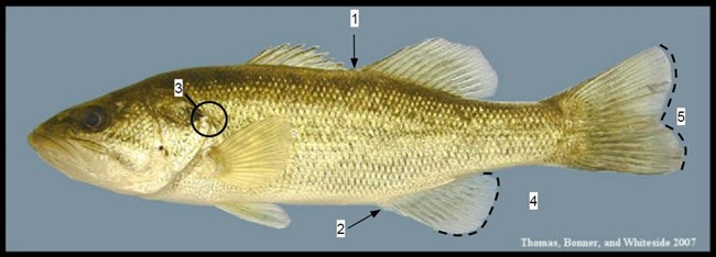 bass