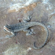 Big Bend Tree Lizard