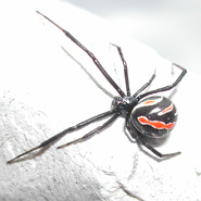 Field Guide to Spiders and Scorpions - Amistad National ...
