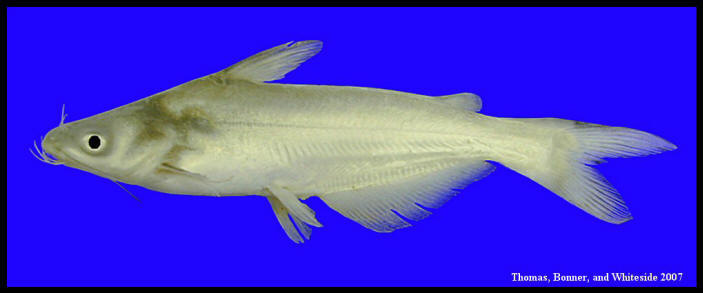 blue catfish