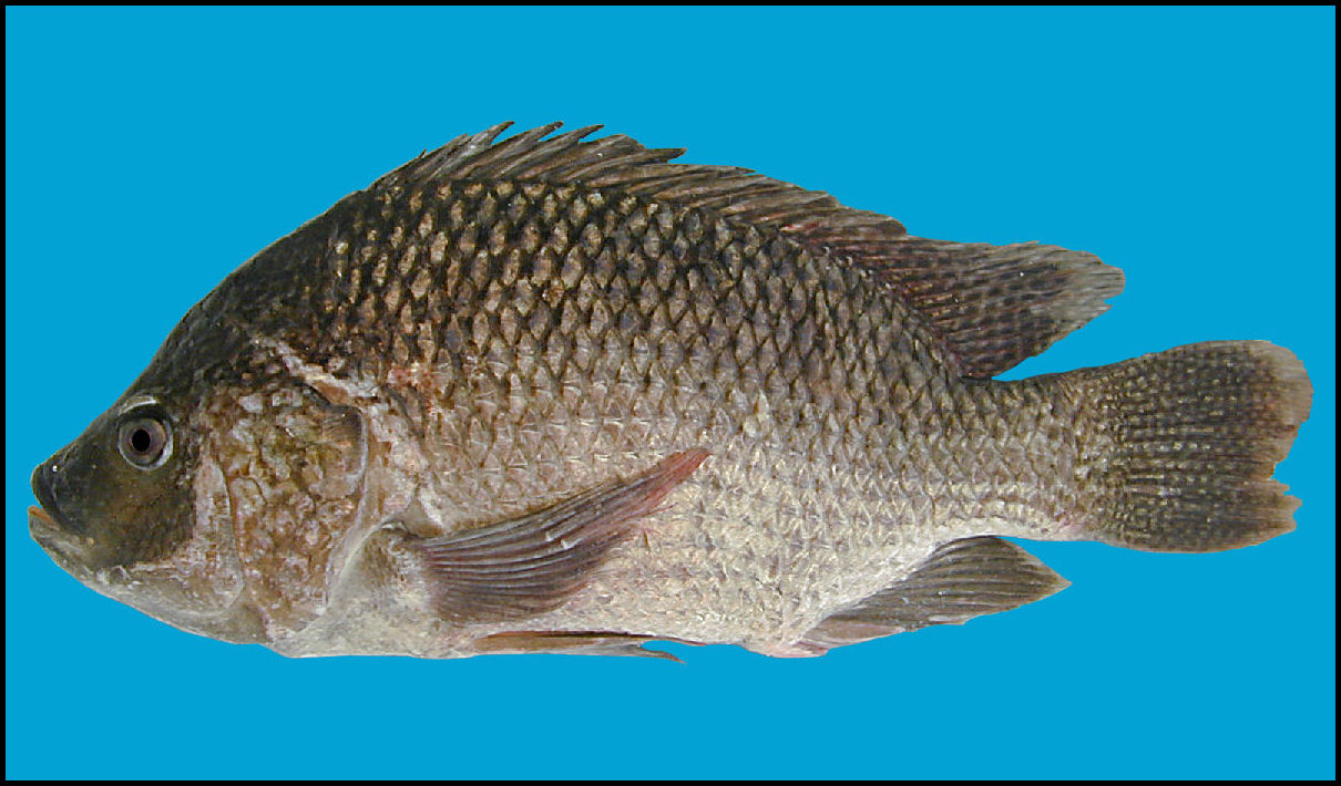 blue tilapia