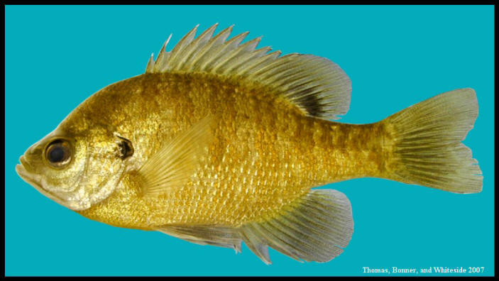 bluegill sunfish