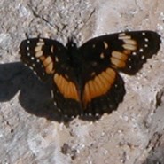 Bordered patch