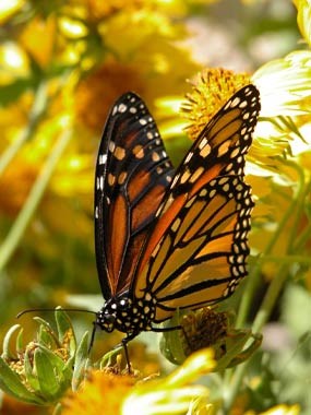 Monarch butterfly feeds on a cowpen daisy.