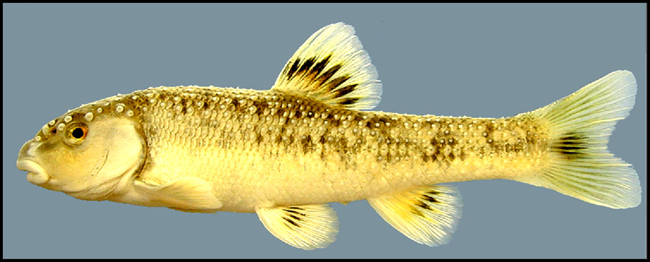central stoneroller