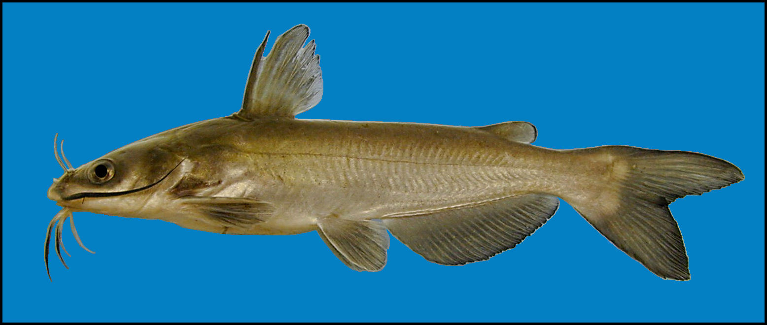 channel catfish