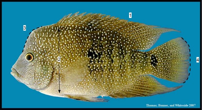 cichlid