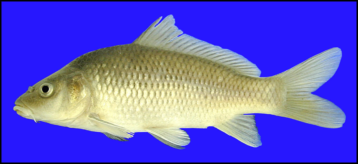 common carp