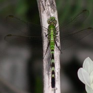 Easter Pondhawk Dragonfly