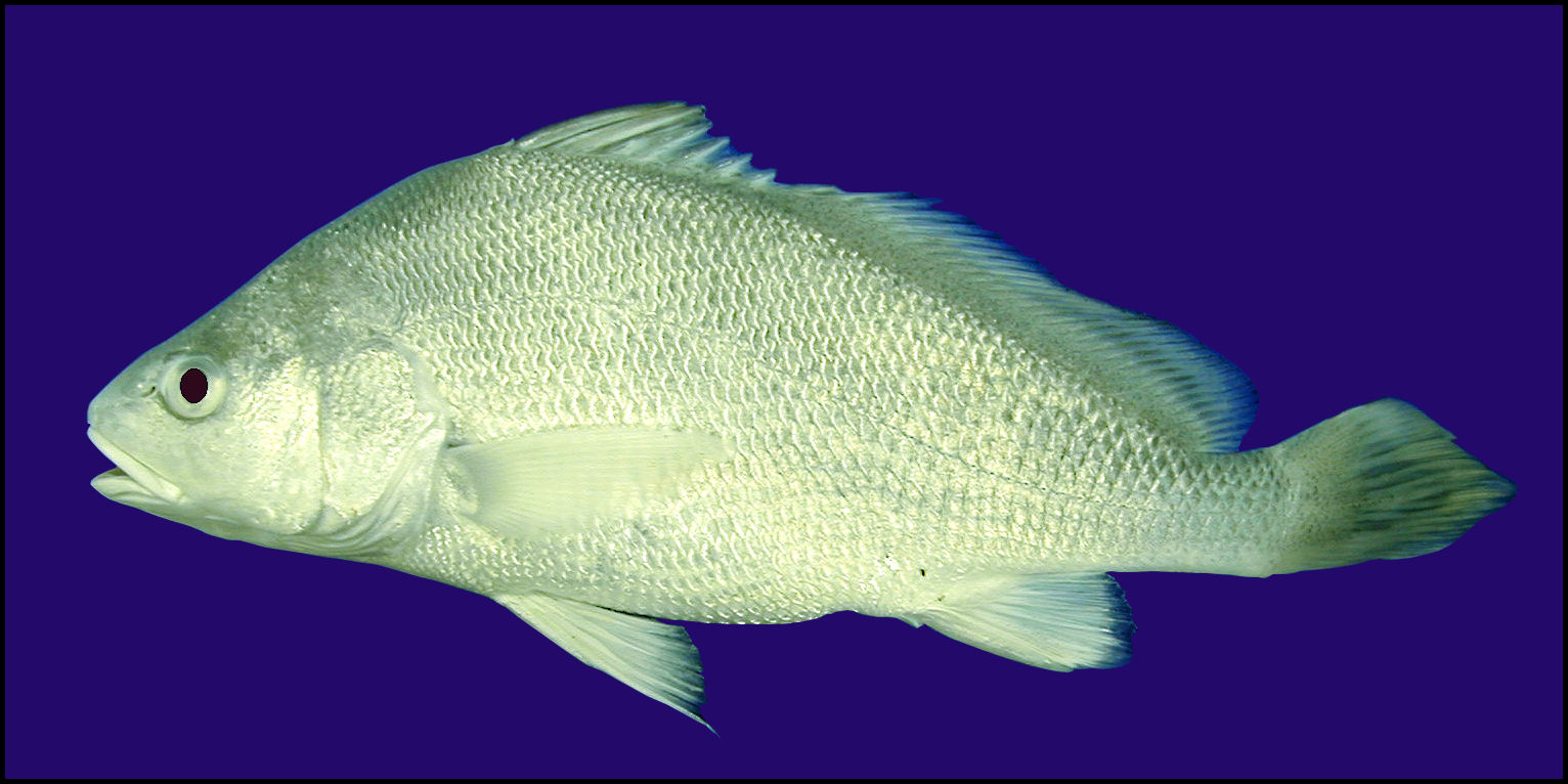 freshwater drum