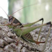 Long Horned Grasshopper