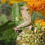 Short Horned Grasshopper