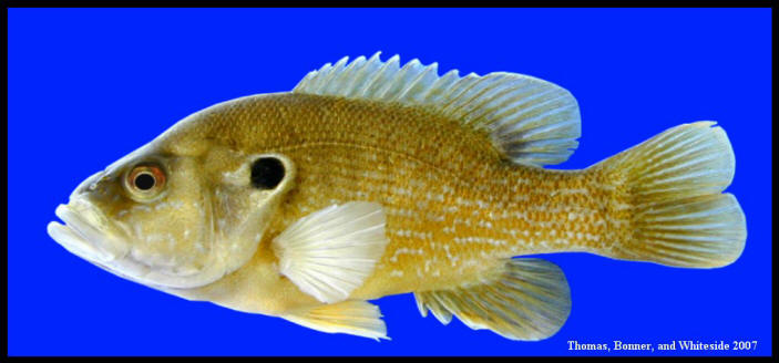 green sunfish