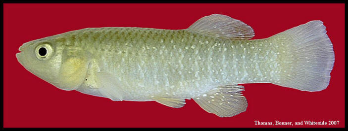 Livebearers and Killifish - Amistad National Recreation Area (U.S. National  Park Service)