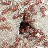 Harvester Ants