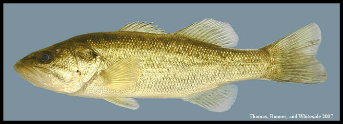 largemouth bass