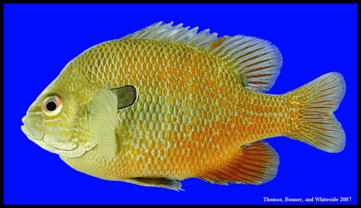 longear sunfish