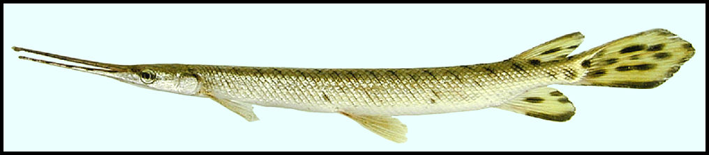 longnose gar