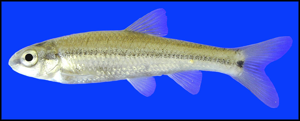 Minnow Family Cyprinidae