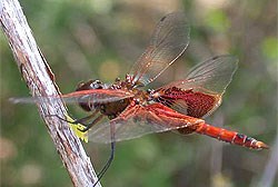 Long, red insect with two pairs of wings perched on a twig.