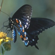 Pipevinve Swallowtail