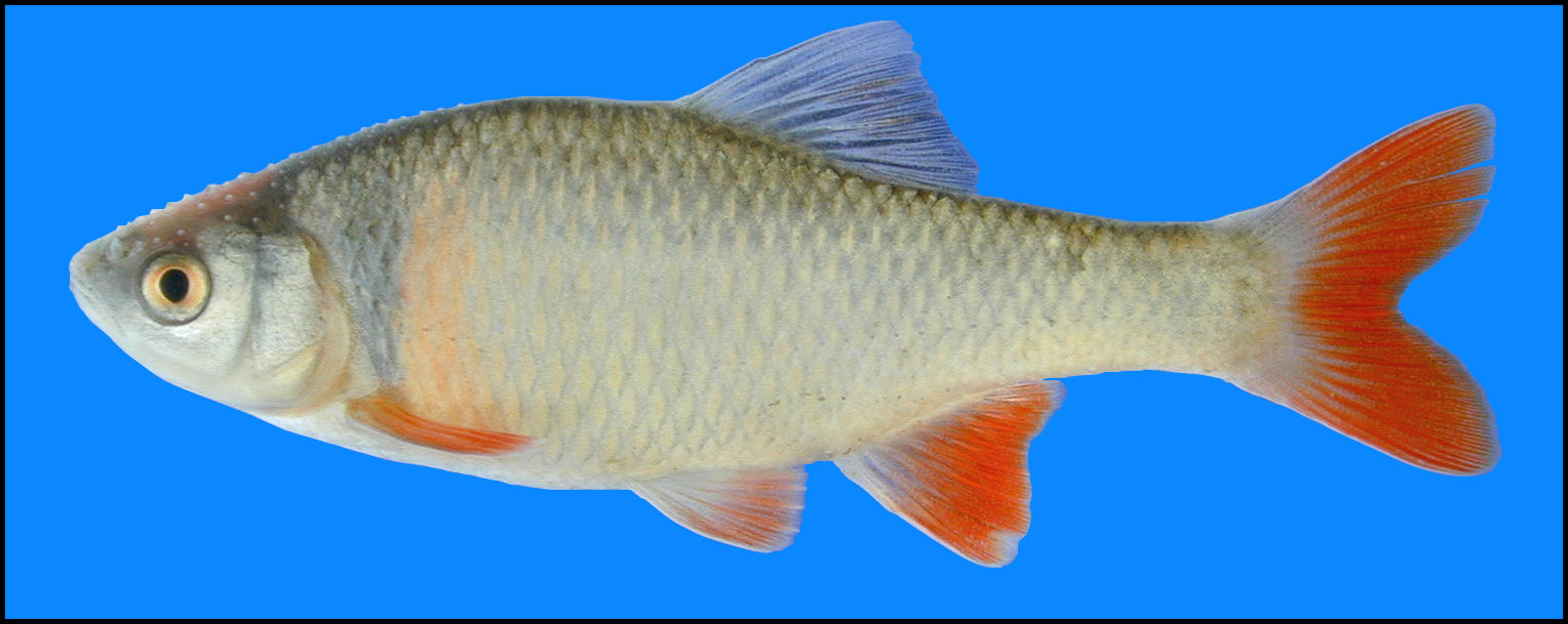 Black-stripe minnow - Healthy Rivers