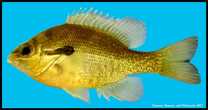 redbreast sunfish