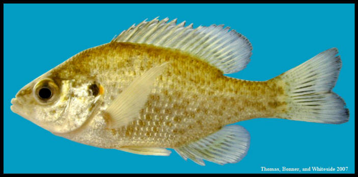 redear sunfish