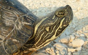 Rio Grande Cooter Rio Grande Cooter