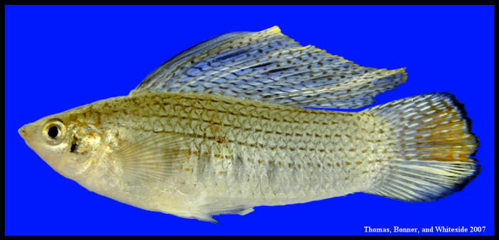 sailfin molly