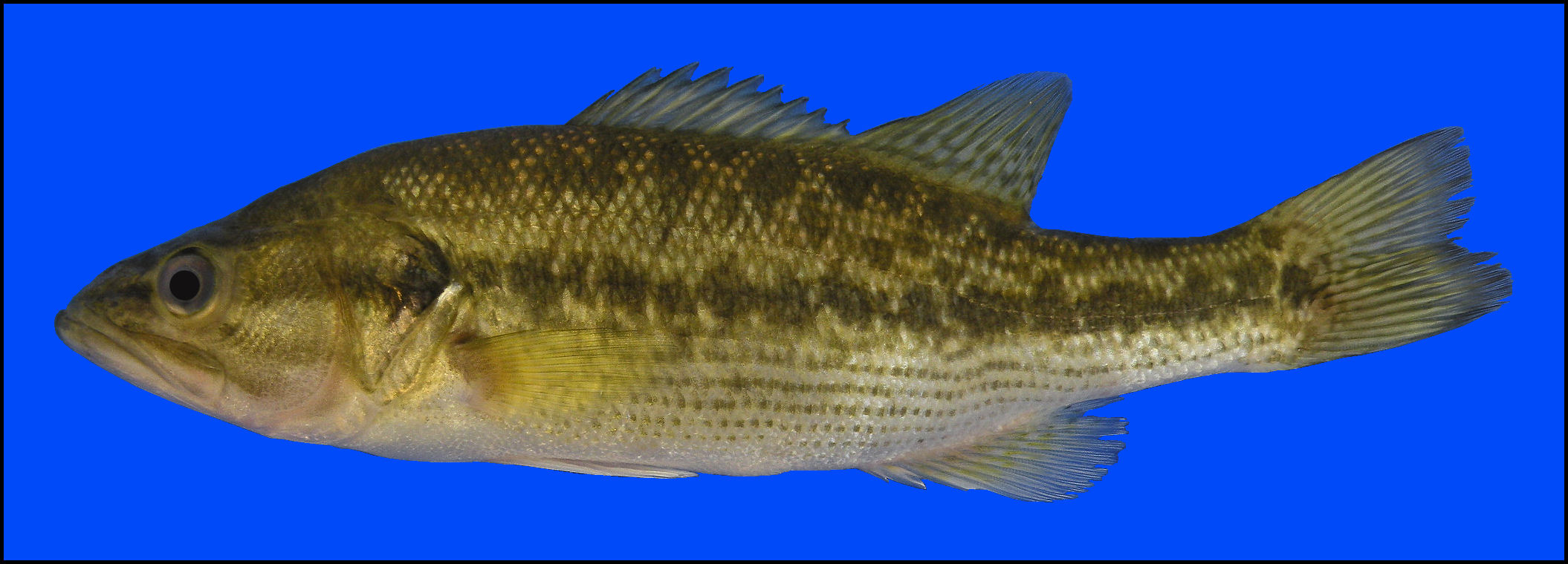 spotted bass