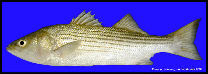 striped bass