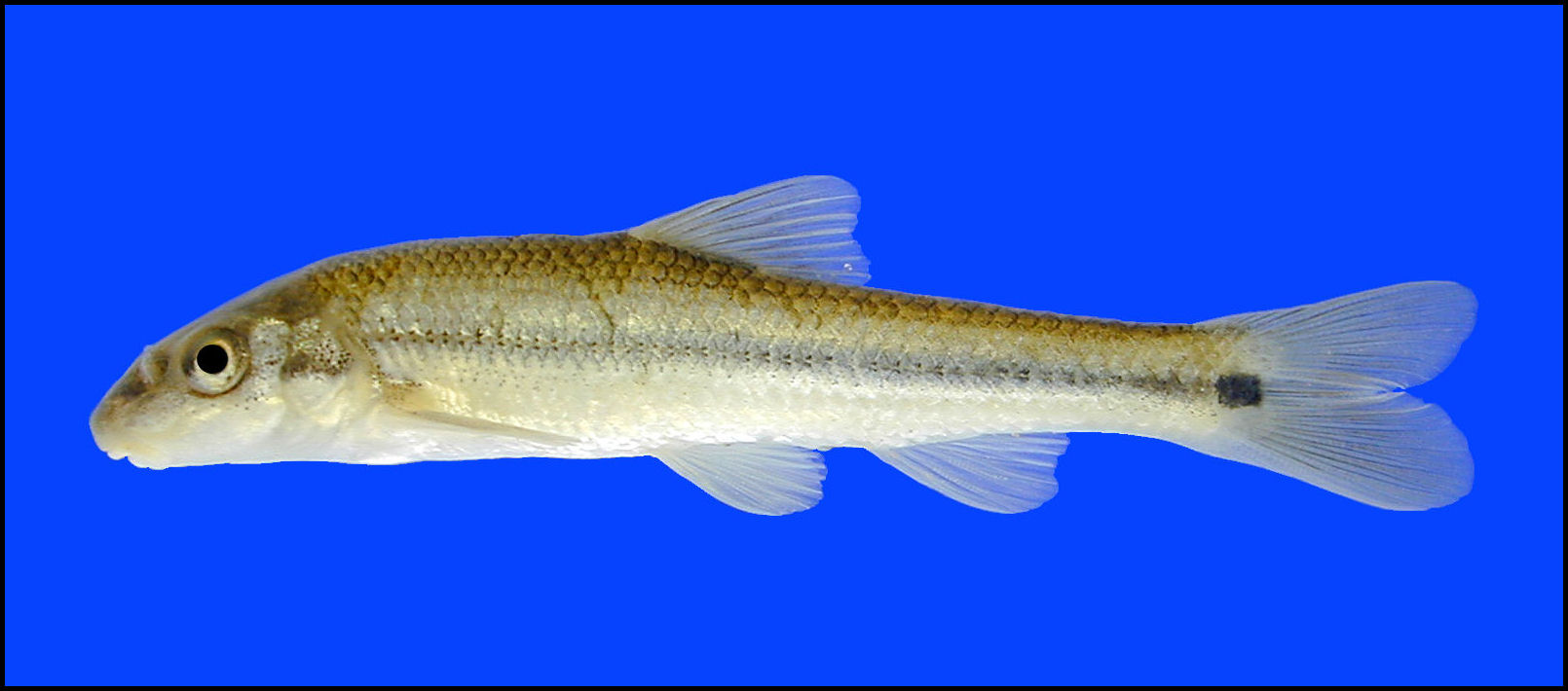 suckermouth minnow