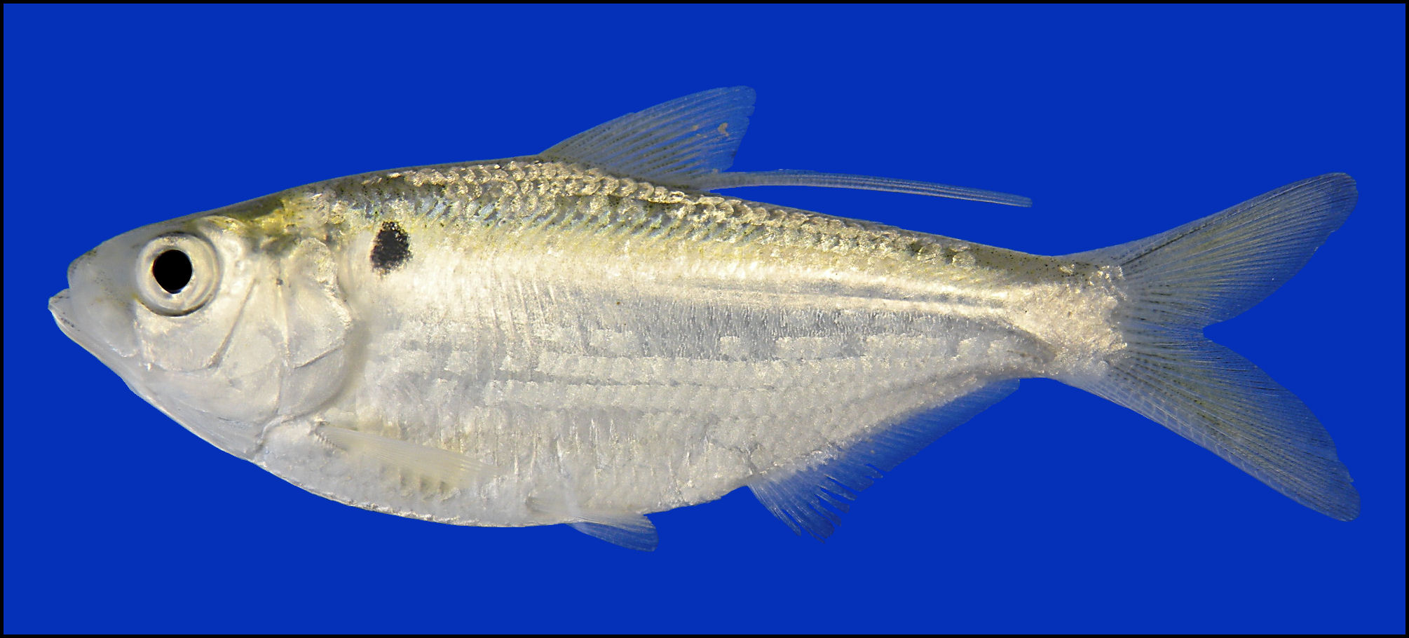 threadfin shad