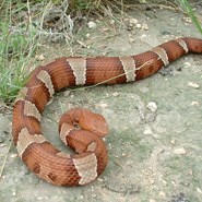 Trans-Pecos Copperhead