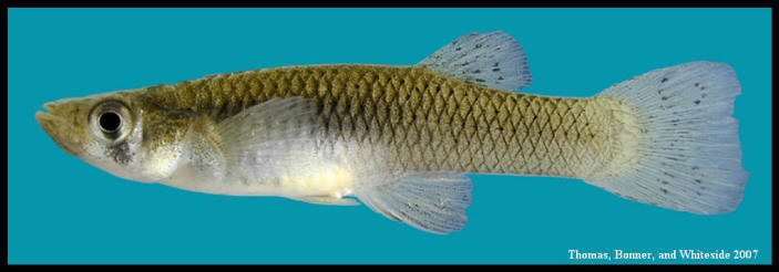 western mosquitofish