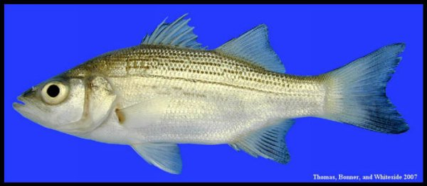 white bass