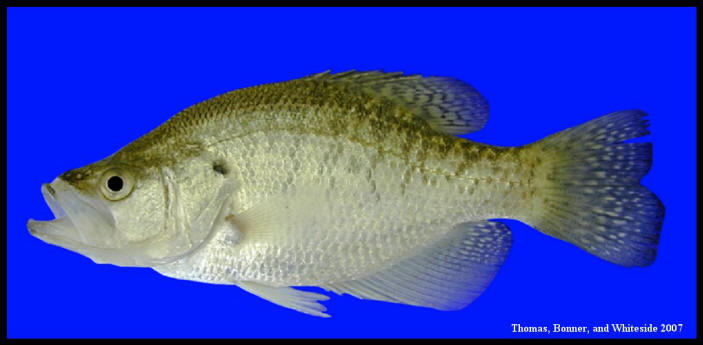 white crappie