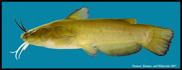 yellow bullhead