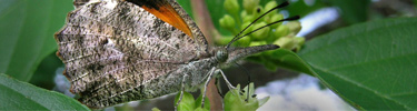 Nature and Science