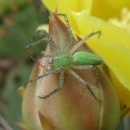 Green Lynx Spider Green Lynx Spider