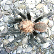 Tarantula Tarantula
