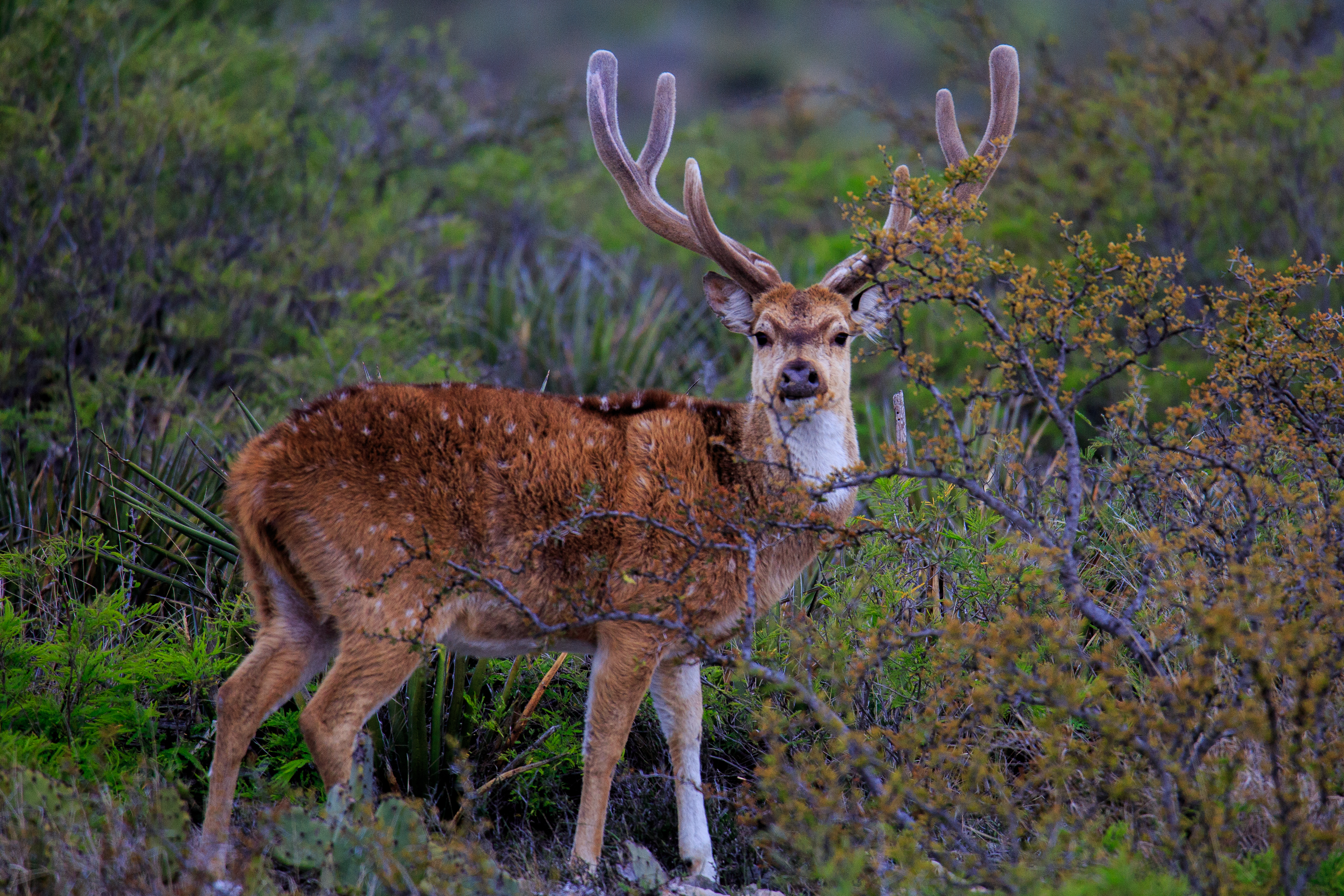 Hunting Regulations 2019 2020 Amistad National Recreation Area U S National Park Service