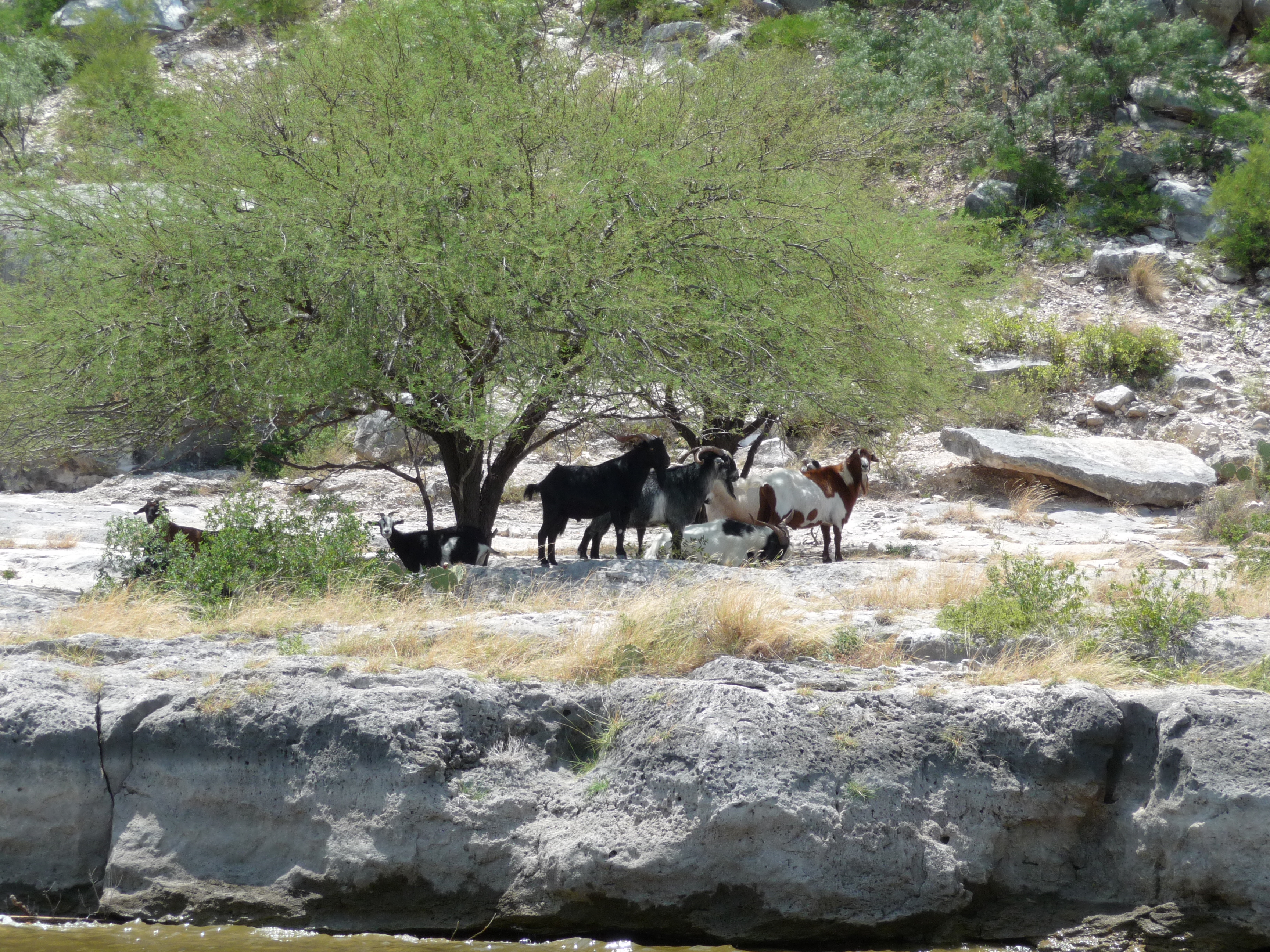 Hunting Regulations 2019 2020 Amistad National Recreation Area U S National Park Service